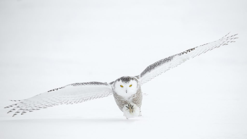 “Owl” by Tyler Keevil